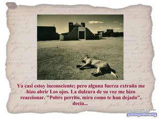Ya casi estoy inconsciente; pero alguna fuerza extraña me hizo abrir Los ojos. La dulzura de su voz me hizo reaccionar. "Pobre perrito, mira como te han dejado", decía...  