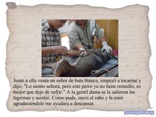 Junto a ella venía un señor de bata blanca, empezó a tocarme y dijo: "Lo siento señora, pero este perro ya no tiene remedio, es mejor que deje de sufrir." A la gentil dama se le salieron las lágrimas y asintió. Como pude, moví el rabo y la miré agradeciéndole me ayudara a descansar.  