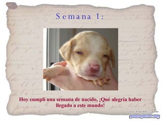 Semana 1:   Hoy cumplí una semana de nacido, ¡Qué alegría haber llegado a este mundo! 