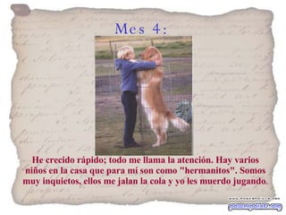 Mes 4:   He crecido rápido; todo me llama la atención. Hay varios niños en la casa que para mí son como "hermanitos". Somos muy inquietos, ellos me jalan la cola y yo les muerdo jugando . 