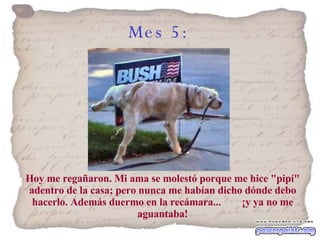 Mes 5:   Hoy me regañaron. Mi ama se molestó porque me hice "pipí" adentro de la casa; pero nunca me habían dicho dónde debo hacerlo. Además duermo en la recámara...  ¡y ya no me aguantaba! 