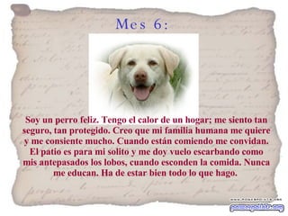 Mes 6:   Soy un perro feliz. Tengo el calor de un hogar; me siento tan seguro, tan protegido. Creo que mi familia humana me quiere y me consiente mucho. Cuando están comiendo me convidan. El patio es para mi solito y me doy vuelo escarbando como mis antepasados los lobos, cuando esconden la comida. Nunca me educan. Ha de estar bien todo lo que hago.  