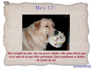 Mes 12:   Hoy cumplí un año. Soy un perro adulto. Mis amos dicen que crecí más de lo que ellos pensaban. Que orgullosos se deben de sentir de mí.  