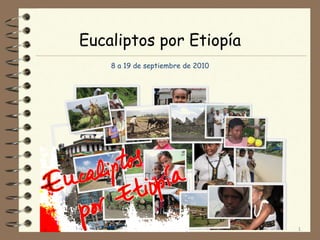 Eucaliptos por Etiopía 8 a 19 de septiembre de 2010 
