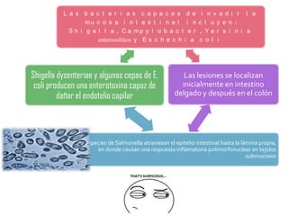 L a s b a c t e r i a s c a p a c e s d e              i     n v a d i r l a
                  mu c o s a i n t e s t i n a l i n            c    l u y e n :
            S h i g e l l a , C a mp y l o b a c t e r          ,    Ye r s i n i a
                      enterocolítica y E s c h e c h i a        c     o l i




Shigella dysenteriae y algunas cepas de E.               Las lesiones se localizan
 coli producen una enterotoxina capaz de                inicialmente en intestino
         dañar el endotelio capilar                   delgado y después en el colón




                 Especies de Salmonella atraviesan el epitelio intestinal hasta la lámina propia,
                     en donde causan una respuesta inflamatoria polimorfonuclear en tejidos
                                                                                     submucosos
 