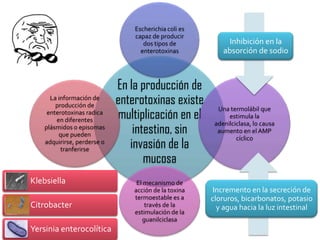 Escherichia coli es
                                 capaz de producir
                                    dos tipos de             Inhibición en la
                                   enterotoxinas           absorción de sodio



                             En la producción de
      La información de
        producción de        enterotoxinas existe
                             multiplicación en el
                                                         Una termolábil que
     enterotoxinas radica
                                                             estimula la
        en diferentes
                                 intestino, sin
                                                        adenilciclasa, lo causa
    plásmidos o episomas
                                                         aumento en el AMP
         que pueden
                                invasión de la
                                                                cíclico
    adquirirse, perderse o
          tranferirse
                                    mucosa
Klebsiella                        El mecanismo de
                                 acción de la toxina    Incremento en la secreción de
                                 termoestable es a     cloruros, bicarbonatos, potasio
Citrobacter                          través de la        y agua hacia la luz intestinal
                                 estimulación de la
                                    guanilciclasa
Yersinia enterocolítica
 
