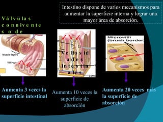 Aumenta 3 veces la superficie intestinal  Aumenta 20 veces  más la superficie de absorción Intestino dispone de varios mecanismos para aumentar la superficie interna y lograr una mayor área de absorción. Válvulas conniventes o de Kercking Vellosidades intestinales Aumenta 10 veces la superficie de absorción 