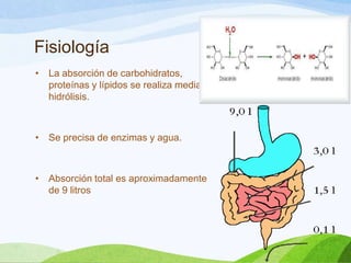 Fisiología
• La absorción de carbohidratos,
proteínas y lípidos se realiza mediante
hidrólisis.
• Se precisa de enzimas y agua.
• Absorción total es aproximadamente
de 9 litros
 