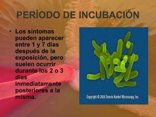 PERÍODO DE INCUBACIÓN
• Los síntomas
pueden aparecer
entre 1 y 7 días
después de la
exposición, pero
suelen ocurrir
durante los 2 o 3
días
inmediatamente
posteriores a la
misma.
 
