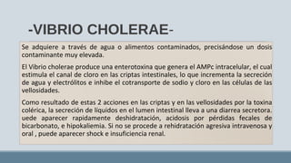 -VIBRIO CHOLERAE-
Se adquiere a través de agua o alimentos contaminados, precisándose un dosis
contaminante muy elevada.
El Vibrio cholerae produce una enterotoxina que genera el AMPc intracelular, el cual
estimula el canal de cloro en las criptas intestinales, lo que incrementa la secreción
de agua y electrólitos e inhibe el cotransporte de sodio y cloro en las células de las
vellosidades.
Como resultado de estas 2 acciones en las criptas y en las vellosidades por la toxina
colérica, la secreción de líquidos en el lumen intestinal lleva a una diarrea secretora.
uede aparecer rapidamente deshidratación, acidosis por pérdidas fecales de
bicarbonato, e hipokaliemia. Si no se procede a rehidratación agresiva intravenosa y
oral , puede aparecer shock e insuficiencia renal.
 