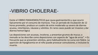 Existe el VIBRIO PARAHEMOLITICUS que causa gastroenteritis y que ocurre
típicamente por el consumo de mariscos. Tras un periodo de incubación de 12
horas promedio, produce un cuadro de entre moderado uy severo de diarrea
acuosa, retortijones, náuseas y vómitos. En raros casos puede ser invasivo y dar
diarrea hemorrágica
Las deposiciones son acuosas, incoloras, y presentan grumos de mucus; a
menudo se las describe como deposiciones con aspecto de “agua de arroz”. • Es
frecuente que se presenten vómitos, pero habitualmente no cursa con fiebre. La
aparición de hipoglicemia en el niño puede provocar convulsiones, e inclusive la
muerte.
-VIBRIO CHOLERAE-
 