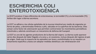 ESCHERICHIA COLI
ENTEROTOXIGÉNICA
La (ECET) produce 2 tipos diferentes de enterotoxinas, la termolábil (TL) y la termoestable (TE).
Ambas dan lugar a diarrea secretora.
La ECET se adhiere a las células epiteliales de la mucosa intestinal por medio de organelas en
forma de pelos, y denominadas fimbrias o pilis, ubicadas en la superficie de las bacterias. Ellas
actúan como factor de colonización que permiten contrarrestar los movimientos peristálticos
intestinales y además constituyen un mecanismo de defensa del huesped.
La ECET es uno de los agentes productores de la diarrea del viajero. La diarrea suele aparecer
varios días después de haber llegado a la zona y, en ocasiones, incluso después del regreso al país
de origen. Dado que la mayoría de los episodios son leves y autolimitados no se requiere un
tratamiento específico y basta con adoptar medidas dietéticas y de rehidratación oral
 