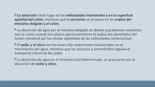 La absorción tiene lugar en las vellosidades intestinales y en la superficie
epitelial del colon, mientras que la secreción se produce en las criptas del
intestino delgado y el colon.
La absorción de agua por el intestino delgado es debido a gradientes osmóticos
que se crean cuando los solutos (particularmente el sodio) son absorbidos del
lumen intestinal por las células epiteliales de las vellosidades (enterocitos).
El sodio y el cloro son los iones más importantes involucrados en el
movimiento del agua, mientras que los azúcares y aminoácidos regulan el
transporte intestinal del sodio.
La absorción de agua en el intestino está determinada, en gran parte por la
absorción de sodio y cloro.
 