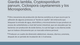 Giardia lamblia, Cryptosporidium
parvum, Ciclospora cayetanensis y los
Microsporidios,
Otro mecanismo de producción de diarrea osmótica es el que ocurre por la
adhesión de algunos protozoos al "borde en cepillo" del enterocito que
bloquean la entrada de agua, electrólitos y micronutrientes lo que produce un
exceso de carbohidratos a nivel del lumen intestinal, que son atacados por las
bacterias con producción de ácido láctico, lo cual da lugar a una diarrea ácida
que se traduce clínicamente por un marcado eritema perianal.
Producen un cuadro de distensión abdominal, náuseas, diarrea y anorexia,
después de un período de incubación de 1-3 semanas.
 