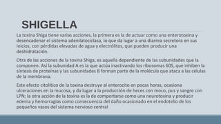SHIGELLA
La toxina Shiga tiene varias acciones, la primera es la de actuar como una enterotoxina y
desencadenar el sistema adenilatociclasa, lo que da lugar a una diarrea secretora en sus
inicios, con pérdidas elevadas de agua y electrólitos, que pueden producir una
deshidratación.
Otra de las acciones de la toxina Shiga, es aquella dependiente de las subunidades que la
componen. Así la subunidad A es la que actúa inactivando los ribosomas 60S, que inhiben la
síntesis de proteínas y las subunidades B forman parte de la molécula que ataca a las células
de la membrana.
Este efecto citolítico de la toxina destruye al enterocito en pocas horas, ocasiona
ulceraciones en la mucosa, y da lugar a la producción de heces con moco, pus y sangre con
LPN; la otra acción de la toxina es la de comportarse como una neurotoxina y producir
edema y hemorragias como consecuencia del daño ocasionado en el endotelio de los
pequeños vasos del sistema nervioso central
 