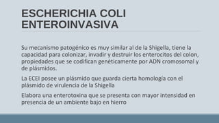 ESCHERICHIA COLI
ENTEROINVASIVA
Su mecanismo patogénico es muy similar al de la Shigella, tiene la
capacidad para colonizar, invadir y destruir los enterocitos del colon,
propiedades que se codifican genéticamente por ADN cromosomal y
de plásmidos.
La ECEI posee un plásmido que guarda cierta homología con el
plásmido de virulencia de la Shigella
Elabora una enterotoxina que se presenta con mayor intensidad en
presencia de un ambiente bajo en hierro
 