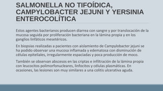 SALMONELLA NO TIFOÍDICA,
CAMPYLOBACTER JEJUNI Y YERSINIA
ENTEROCOLÍTICA
Estos agentes bacterianos producen diarrea con sangre y por translocación de la
mucosa seguida por proliferación bacteriana en la lámina propia y en los
ganglios linfáticos mesetéricos.
En biopsias realizadas a pacientes con aislamiento de Campylobacter jejuni se
ha podido observar una mucosa inflamada y edematosa con disminución de
células epiteliales, irregularmente espaciadas y poca producción de moco.
También se observan abscesos en las criptas e infiltración de la lámina propia
con leucocitos polimorfonucleares, linfocitos y células plasmáticas. En
ocasiones, las lesiones son muy similares a una colitis ulcerativa aguda.
 