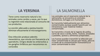LA YERSINIA
Tiene como reservorio natural a los
animales como cerdos y vacas, por lo que
su ingestión está relacionada al consumo de
sus productos.
La cocción adecuada y pasteurización
eliminan eficazmente el microorganismo.
Ésta infección produce adenitis
mesentérica, que simula con frecuencia a la
apendicitis. Emigra desde los enterocitos a
los ganglios linfáticos por mecanismos no
conocidos
LA SALMONELLA
Los animales son el reservorio natural de la
salmonella; se encuentra en animales
domésticos, tortugas y en humanos .
Se transmite habitualmente por alimentos
contaminados aunque puede hacerlo por vía
intravenosa o por material médico
contaminado.
Se transmite a través de la ingesta de pollos,
carne de vaca o cerdo, leche , huevos, ensaladas
y pasteles, quesos y alimentos preparados .
Los huevos pueden transmitir la infección por
estar contaminada la cáscara por heces, pero es
a través de la contaminación transovárica al
estar contaminada la clara
 