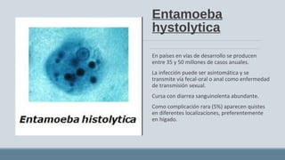 Entamoeba
hystolytica
En países en vías de desarrollo se producen
entre 35 y 50 millones de casos anuales.
La infección puede ser asintomática y se
transmite vía fecal-oral o anal como enfermedad
de transmisión sexual.
Cursa con diarrea sanguinolenta abundante.
Como complicación rara (5%) aparecen quistes
en diferentes localizaciones, preferentemente
en hígado.
 
