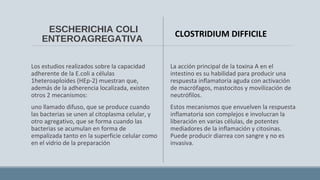 ESCHERICHIA COLI
ENTEROAGREGATIVA
Los estudios realizados sobre la capacidad
adherente de la E.coli a células
1heteroaploides (HEp-2) muestran que,
además de la adherencia localizada, existen
otros 2 mecanismos:
uno llamado difuso, que se produce cuando
las bacterias se unen al citoplasma celular, y
otro agregativo, que se forma cuando las
bacterias se acumulan en forma de
empalizada tanto en la superficie celular como
en el vidrio de la preparación
La acción principal de la toxina A en el
intestino es su habilidad para producir una
respuesta inflamatoria aguda con activación
de macrófagos, mastocitos y movilización de
neutrófilos.
Estos mecanismos que envuelven la respuesta
inflamatoria son complejos e involucran la
liberación en varias células, de potentes
mediadores de la inflamación y citosinas.
Puede producir diarrea con sangre y no es
invasiva.
CLOSTRIDIUM DIFFICILE
 