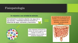 Fisiopatología
En respuesta a una variedad de estímulos
Normalmente el intestino absorbe mas agua de la
que secreta motilidad intestinal favorece la
absorción de agua, nutrientes y electrolítos
se estimula la secreción de
fluidos y la motilidad para
expulsar el material no
deseado, produciendo
diarrea.
Esta respuesta protectora es
valiosa de manera aguda, pero
cuando es crónica, es
inapropiada y ya no cumple un
propósito adaptativo.
 
