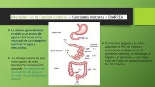 Alteración en la función epitelial + funciones motoras = DIARREA
 La diarrea generalmente
se debe a un exceso de
agua en las heces como
resultado de un transporte
anormal de agua y
electrolitos.
 La diarrea resulta de una
interrupción de este
mecanismo normalmente
ajustado; la reducción de
la absorción de agua en
tan solo 1% puede provocar
diarrea
 El intestino delgado y el colon
absorben el 99% de ingesta y
secreciones endógenas de las
glándulas salivales, el estómago, el
hígado y el páncreas una carga
total de fluido de aproximadamente
9 a 10 l diarios.
 