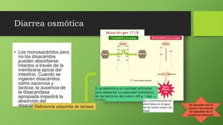 Diarrea osmótica
• Los monosacáridos pero
no los disacáridos
pueden absorberse
intactos a través de la
membrana apical del
intestino. Cuando se
ingieren disacáridos
como sacarosa y
lactosa, la ausencia de
la disacaridasa
apropiada impedirá la
absorción del
disacárido.Deficiencia adquirida de lactasa
Si se administra en cantidad suficiente
para desbordar la capacidad metabólica
de las bacterias del colon (≈80 g / día) 
DIARREA
Mutación gen 17,18
se resuelve con el
ayuno o el cese de
la ingestión de la
sustancia ofensora.
las concentraciones de
electrolitos en el agua
de las heces suelen ser
bajas
 
