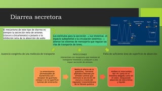 Diarrea secretora
El mecanismo de este tipo de diarrea es
siempre la secreción neta de aniones
(cloruro o bicarbonato) o potasio o la
inhibición neta de la absorción de sodio
Los estímulos para la secreción  luz intestinal, el
espacio subepitelial o la circulación sistémica 
alteran los sistemas de mensajería que regulan las
vías de transporte de iones.
INFECCIONESAusencia congénita de una molécula de transporte Falta de suficiente área de superficie de absorción
interactúan con receptores que modulan el
transporte intestinal y conducen a una
mayor secreción de aniones.
La enterotoxina
termoestable de
Escherichia coli +
receptor de guanilato
ciclasa C en la superficie
luminal del enterocito
Media el efecto de la
guanilina, hormona
peptídica liberada por
emisión luminal que
estimula la secreción de
cloruro a través del
regulador transmembrana
de la fibrosis quística
inhiben el intercambio
Na+-H+ tanto en el
intestino delgado como en
el colon, bloqueando
absorción de electrólitos
y líquido
 