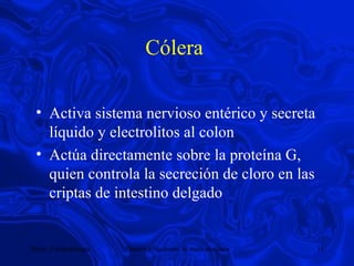 Cólera  Activa sistema nervioso entérico y secreta líquido y electrolitos al colon Actúa directamente sobre la proteína G, quien controla la secreción de cloro en las criptas de intestino delgado 