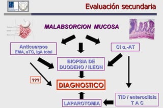 MALABSORCION  MUCOSA Anticuerpos EMA, aTG, IgA total Cl  α 1 -AT BIOPSIA DE DUODENO / ILEON DIAGNOSTICO TID / enteroclisis T A C LAPAROTOMIA ??? Evaluación secundaria 