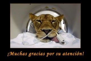 ¡Muchas gracias por su atención! 