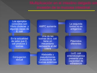 Multiplicación en el intestino delgado sin
invasión de la mucosa intestinal
Los ejemplos
conocidos son
Vibrio cholerae y
algunas cepas de
E. coli
En la actualidad
de sabe que E.
coli produce 2
toxinas
Conjugacion
sexual
Klebsiella y
pseudomonas
productoras de
toxinas entéricas
Una de las
toxinas de e. coli
tiene un
mecanismo
semejante al del
cólera
AMPC aumenta
La segunda
toxina no es
antigenica
Plásmidos
diferentes
La E. coli
enterotoxigénica
presenta una
capacidad de
adherencia
 
