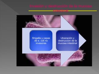 Invasión y destrucción de la mucosa
intestinal
Shigella y cepas
de e. coli no
invasoras
Ulceración y
destruccion de la
mucosa intestinal
 