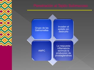 Penetración al Tejido Submucoso
Grupo de las
Salmomellas
Invaden el
epitelio sin
destruirlo
AMPC
La respuesta
inflamatoria
esrimula la
produccion de
prostaglandinas
 