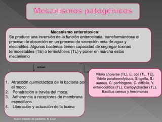 Mecanismo enterotoxico:
Se produce una inversión de la función enterocitaria, transformándose el
proceso de absorción en un proceso de secreción neta de agua y
electrolitos. Algunas bacterias tienen capacidad de segregar toxinas
termoestables (TE) o termolábiles (TL) y poner en marcha estos
mecanismo
1. Atracción quimiotáctica de la bacteria por
el moco.
2. Penetración a través del moco.
3. Adherencia a receptores de membrana
específicos.
4. Liberación y actuación de la toxina.
Vibrio cholerae (TL), E. coli (TL, TE),
Vibrio parahemolyticus, Shigella, S.
aureus, C. perfringens, C. difficile, Y.
enterocolitica (TL), Campylobacter (TL),
Bacillus cereus y Aeromonas
Nuevo tratado de pediatria. M Cruz
actúan
 