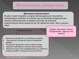 Mecanismo enteroinvasivo:
Pueden invadir el epitelio y originar diarrea aguda por mecanismos
fisiopatológicos distintos. Al contrario que las bacterias toxigénicas que
afectan preferentemente sl intestino proximal, las bacterias
enteroinvasivas tienen apetencia por las células de colon, íleon y yeyuno
distal.
1. Adherencia del germen a la membrana epitelial.
2. Vacuolización del germen hacia el citoplasma
epitelial.
3. Proyección del germen hacía la lámina propia.
4. Reacción inflamatoria a nivel de lámina propia.
5. Elevación local de las prostaglandinas que inhiben la
síntesis de AMPc y bloquean la bomba de Na+
Shigella, Salmonella, Yersinia,
Campylobacter y algunos virus
rotavirus
Nuevo tratado de pediatria. M Cruz
Mecanismo consiste en:
 
