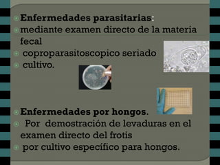  Enfermedades   parasitarias:
 mediante examen directo de la materia
  fecal
 coproparasitoscopico seriado
 cultivo.




 Enfermedades    por hongos.
 Por demostración de levaduras en el
 examen directo del frotis
 por cultivo específico para hongos.
 