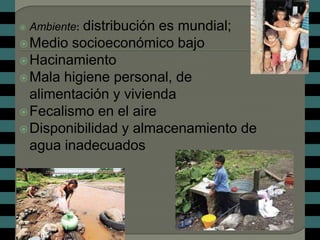          distribución es mundial;
    Ambiente:
 Medio socioeconómico bajo
 Hacinamiento
 Mala higiene personal, de
  alimentación y vivienda
 Fecalismo en el aire
 Disponibilidad y almacenamiento de
  agua inadecuados
 