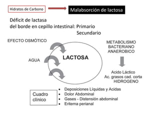 Déficit de lactasa
del borde en cepillo intestinal: Primario
Secundario
Hidratos de Carbono Malabsorción de lactosa
 