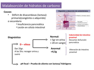 Malabsorción de hidratos de carbono
Causas:
• Déficit de disacaridasas (lactasa):
primario(congénito o adquirido)
o secund...