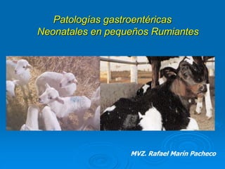 Patologías gastroentéricas
Neonatales en pequeños Rumiantes
MVZ. Rafael Marín Pacheco
 