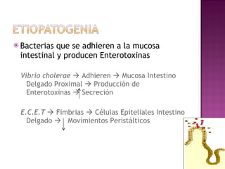 Bacterias que se adhieren a la mucosa intestinal y producen Enterotoxinas Vibrio cholerae    Adhieren    Mucosa Intestino Delgado Proximal    Producción de  Enterotoxinas    Secreción E.C.E.T     Fimbrias    Células Epiteliales Intestino Delgado     Movimientos Peristálticos 