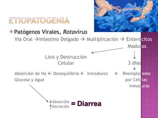 <ul><li>Patógenos Virales,  Rotavirus </li></ul><ul><ul><li>Vía Oral   Intestino Delgado    Multiplicación    Entero ci...