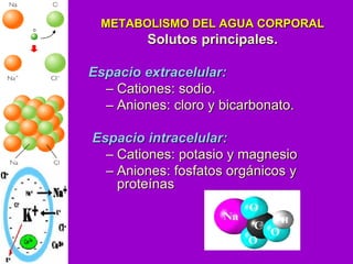 METABOLISMO DEL AGUA CORPORAL
Solutos principales.
Espacio extracelular:
– Cationes: sodio.
– Aniones: cloro y bicarbonato...