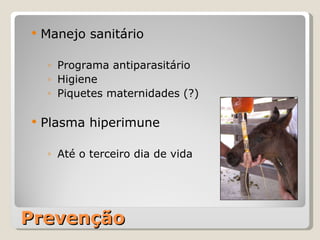 Prevenção Manejo sanitário Programa antiparasitário Higiene Piquetes maternidades (?) Plasma hiperimune Até o terceiro dia de vida 