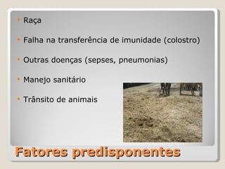 Fatores predisponentes Raça Falha na transferência de imunidade (colostro) Outras doenças (sepses, pneumonias) Manejo sanitário Trânsito de animais 