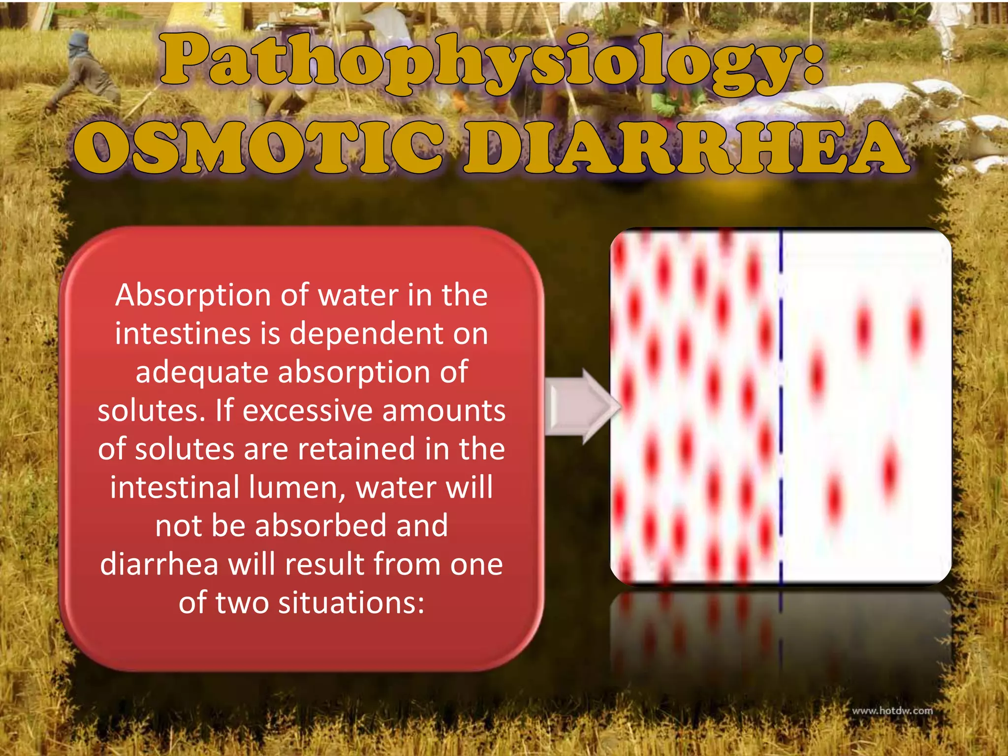 Absorption of water in the
  intestines is dependent on
    adequate absorption of
solutes. If excessive amounts
of solutes are retained in the
 intestinal lumen, water will
     not be absorbed and
diarrhea will result from one
       of two situations:
 