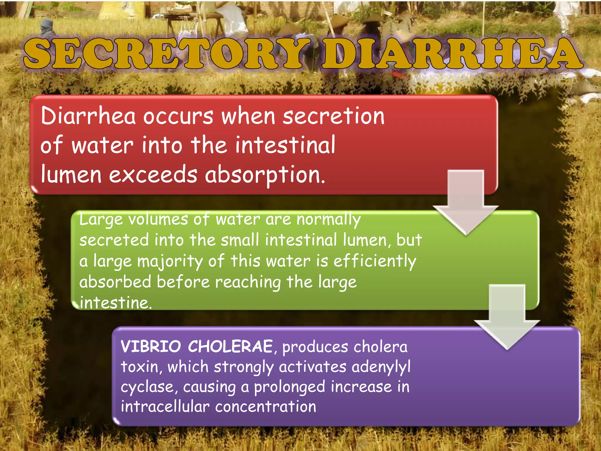 Diarrhea occurs when secretion
of water into the intestinal
lumen exceeds absorption.
   Large volumes of water are normally
   secreted into the small intestinal lumen, but
   a large majority of this water is efficiently
   absorbed before reaching the large
   intestine.

        VIBRIO CHOLERAE, produces cholera
        toxin, which strongly activates adenylyl
        cyclase, causing a prolonged increase in
        intracellular concentration
 