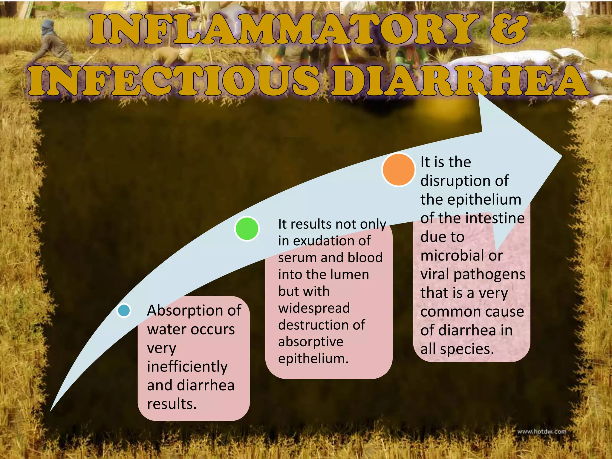 It is the
                                      disruption of
                                      the epithelium
                It results not only   of the intestine
                in exudation of       due to
                serum and blood       microbial or
                into the lumen        viral pathogens
                but with              that is a very
Absorption of   widespread            common cause
water occurs    destruction of        of diarrhea in
very            absorptive
                                      all species.
                epithelium.
inefficiently
and diarrhea
results.
 