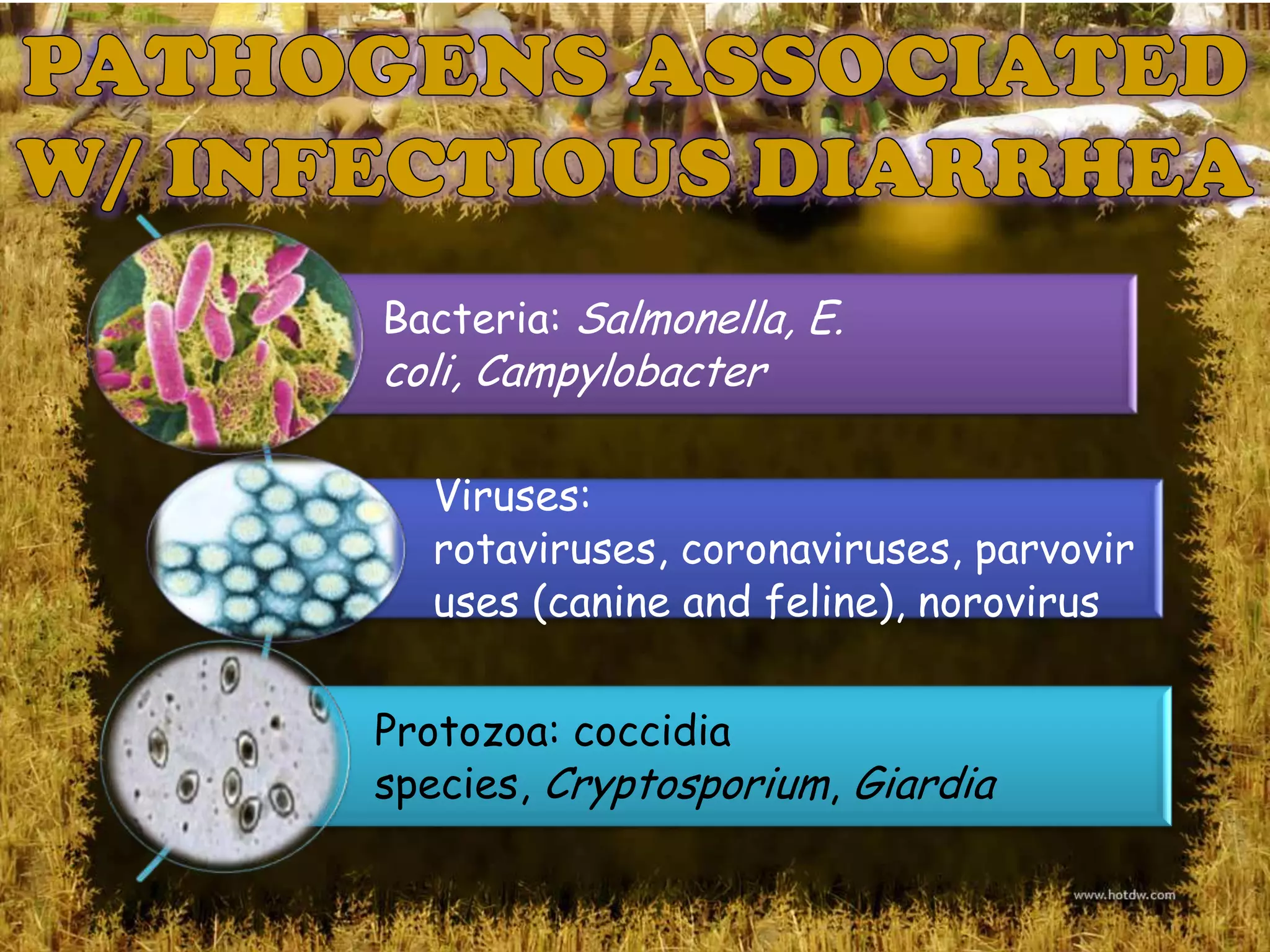 Bacteria: Salmonella, E.
coli, Campylobacter

  Viruses:
  rotaviruses, coronaviruses, parvovir
  uses (canine and feline), norovirus


Protozoa: coccidia
species, Cryptosporium, Giardia
 